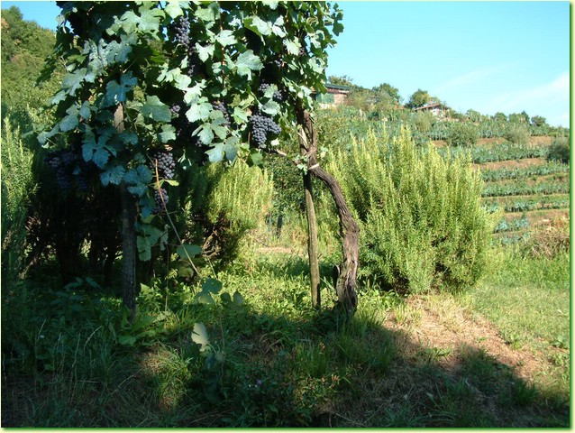 DSCF0023.JPG
