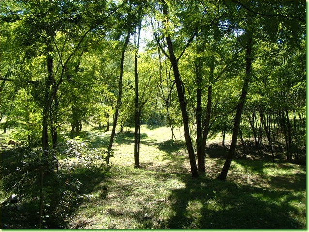DSCF0231.JPG