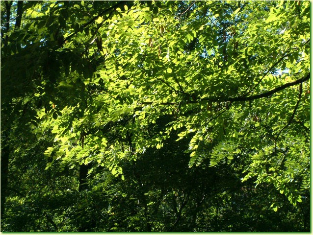 DSCF0233.JPG