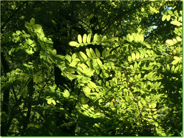 DSCF0235.JPG