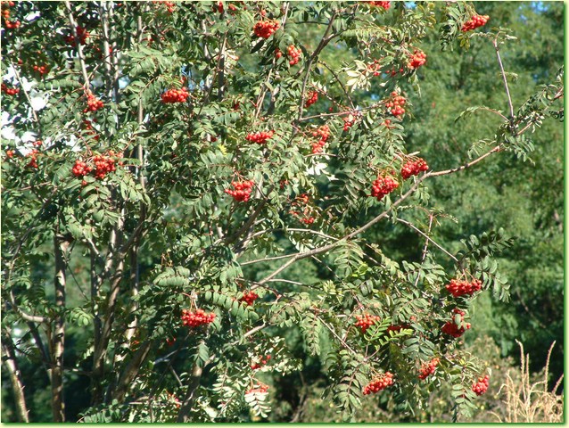 DSCF0237.JPG