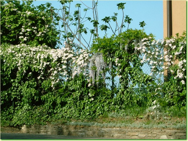 DSCF5987.JPG