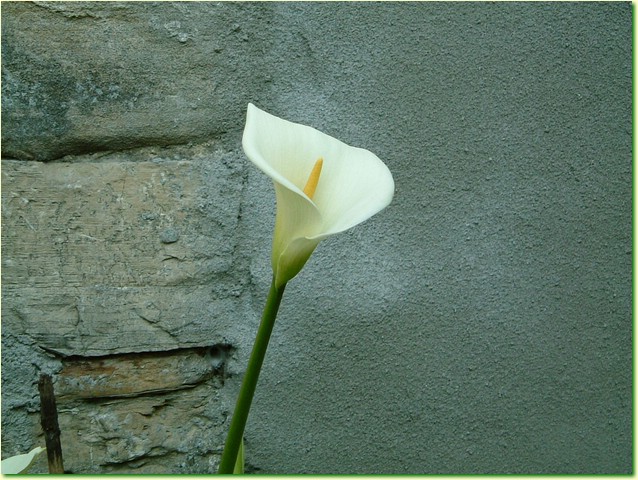 DSCF6004.JPG