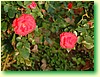 DSCF0493.JPG