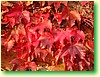 DSCF0496.JPG