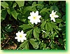 DSCF1607.JPG