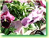 DSCF5946.JPG
