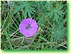 DSCF5971.JPG
