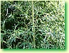 DSCF5976.JPG