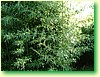 DSCF5977.JPG