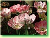 DSCF6001.JPG