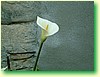 DSCF6004.JPG