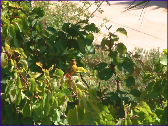 DSCF1995.JPG