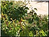 DSCF1995.JPG
