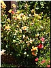 DSCF2075.JPG