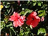 DSCF2076.JPG