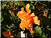 DSCF2077.JPG