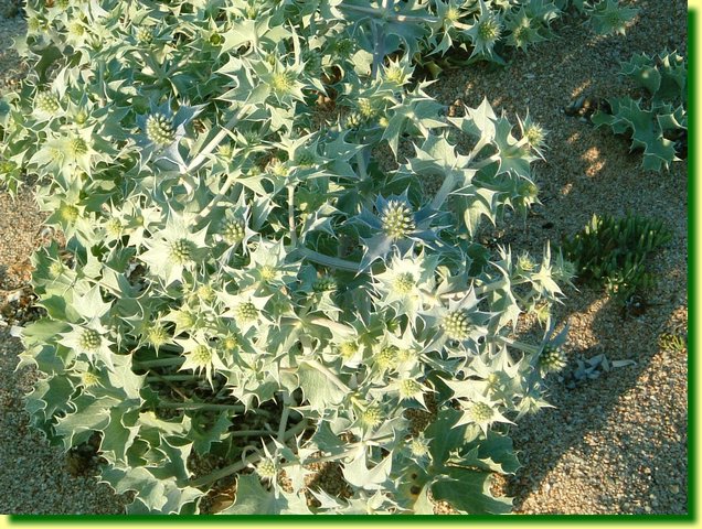 DSCF0228.JPG