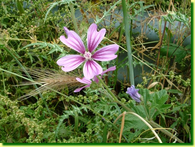 DSCF0256.JPG