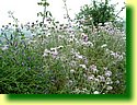 DSCF0253.JPG
