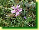 DSCF0256.JPG