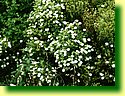 DSCF0259.JPG