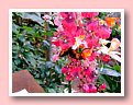 DSCF2603.JPG